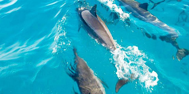2hour exclusive catamaran cruise with dolphins encounter (8)